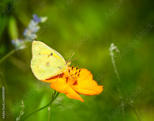Orange Sulphur Butterfly on Yellow Cosmos Flower © leekris