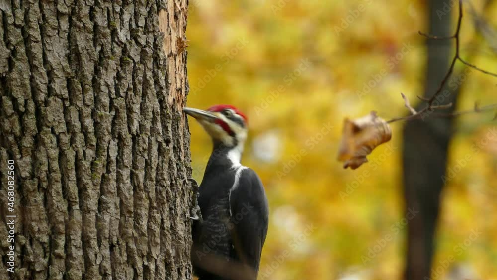 A wild pileated woodpecker, dryocopus pileatus with red capped pecking on hardwood against autumnal deciduous forest background, close up shot.