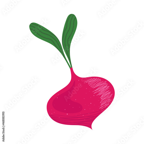 beetroot fresh vegetable