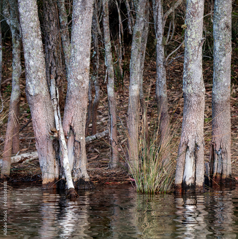 Fototapeta premium Casuarina trees in the water, Durras Lake, NSW, October 2021