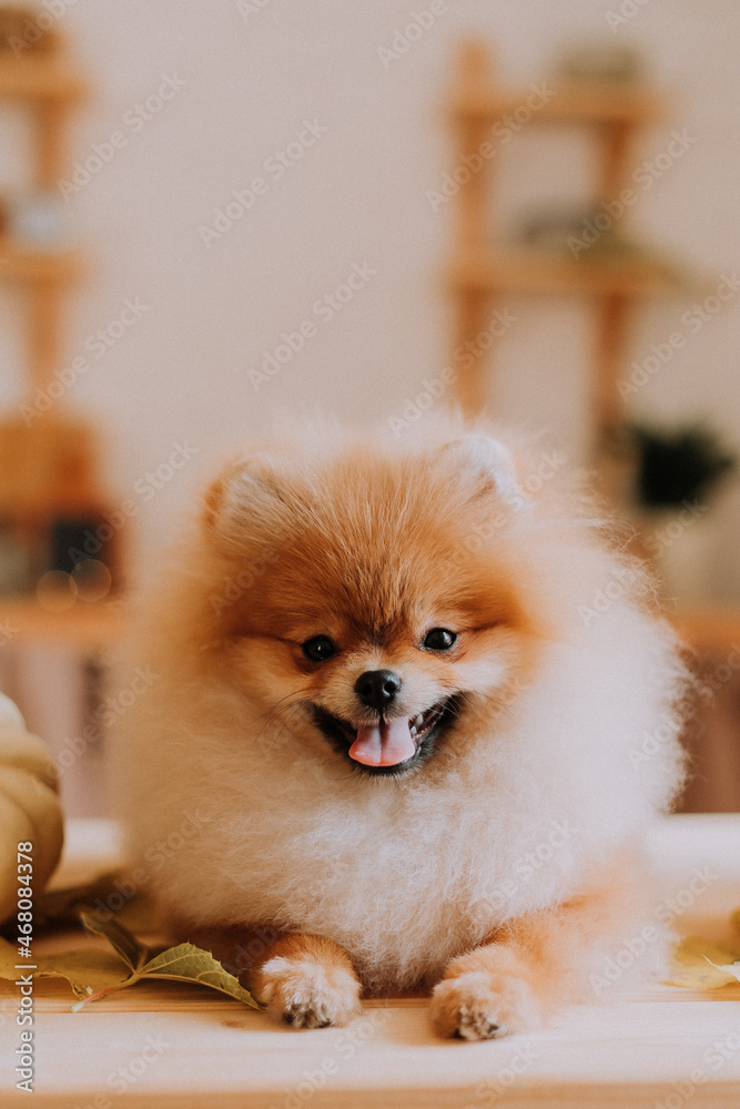 closeup of the muzzle of a small red fluffy pomeranian lying on a wooden table. pet products. dog looks at the camera. warm autumn concept. space for text. High quality photo