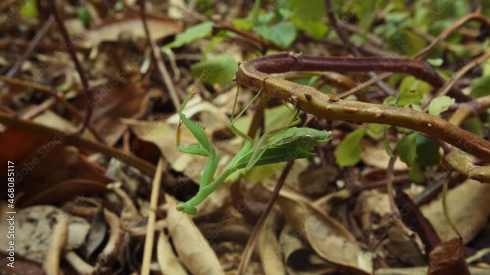 Praying Mantis Preparing To Molt, Hanging Upside Down In The Forest. close up Praying Mantis Preparing To Molt, Hanging Upside Down In The Forest. close up