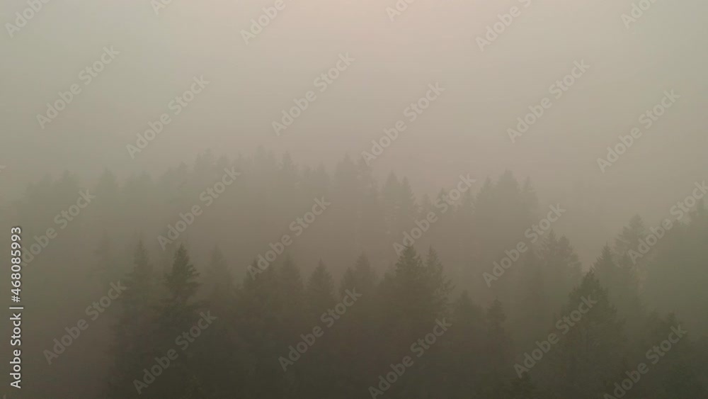 drone shot of tree tops through forest fire smoke, shot 1 drone shot of tree tops through forest fire smoke, shot 1