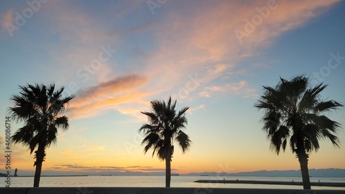 palm trees at sunset © むし あさみ