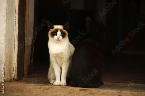 A white and a black cat sitting next to each other at a building entrance