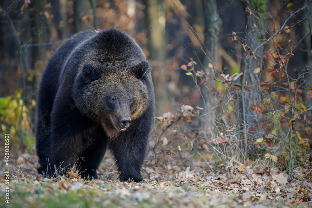 Obraz premium Bear in autumn forest. Ursus arctos, fall colours. Dangerous animal in natural habitat
