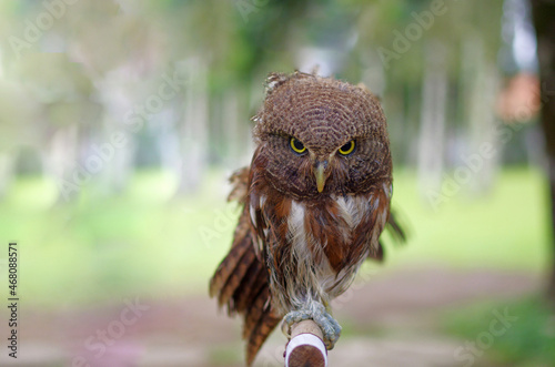 A portrait of a yellow-eyed owl, looking into the camera
