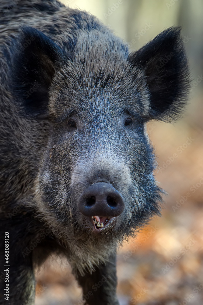 Portrait male Wild boar in autumn forest Portrait male Wild boar in autumn forest