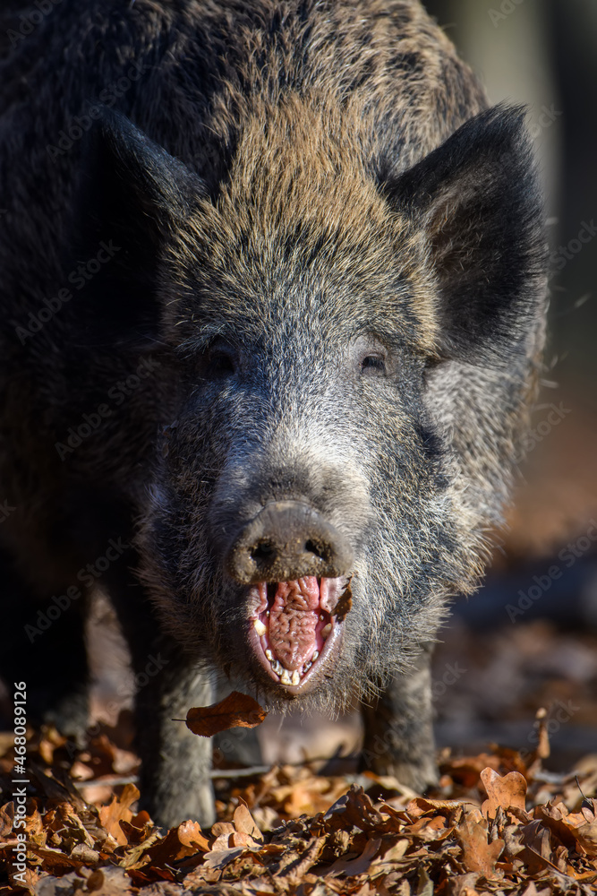 Portrait male Wild boar in autumn forest Portrait male Wild boar in autumn forest