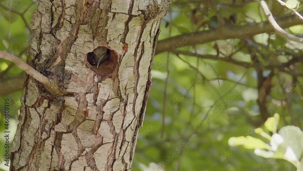 A hungry Grey-headed Woodpecker chick (Picus canus) sticks his head out of his nesting hole searching for one of his parents to feed him. A hungry Grey-headed Woodpecker chick (Picus canus) sticks his head out of his nesting hole searching for one of his parents to feed him.