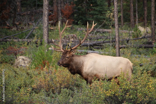 bull elk in park national park © Michael Mamoon