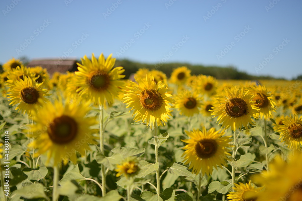 sunflowers in the field of sunflowers sunflowers in the field of sunflowers