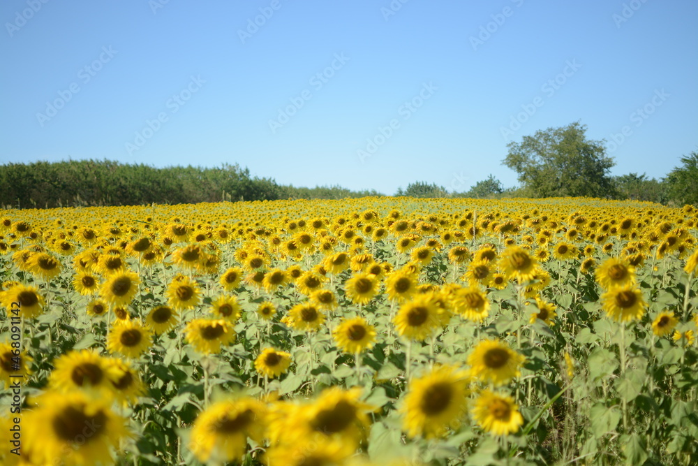 Naklejka premium field of sunflowers in the summer