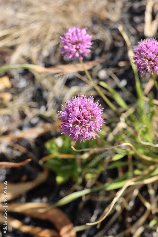 thistle flower thistle flower