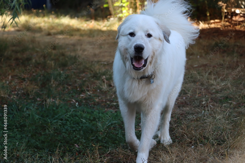 golden retriever running golden retriever running