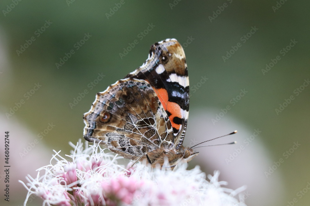 Obraz premium Japanese popular butterfly 