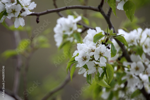 Spring. White pear flowers