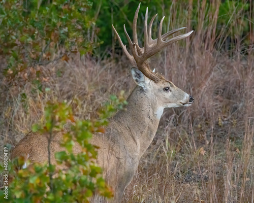 White-tailed Deer Buck