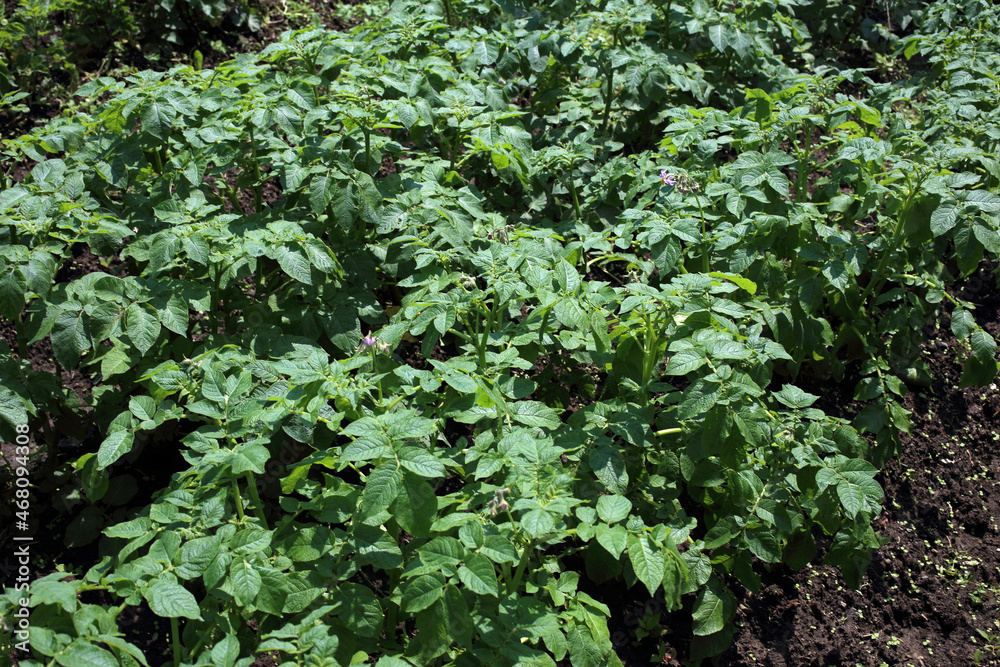 Obraz premium Potato plants