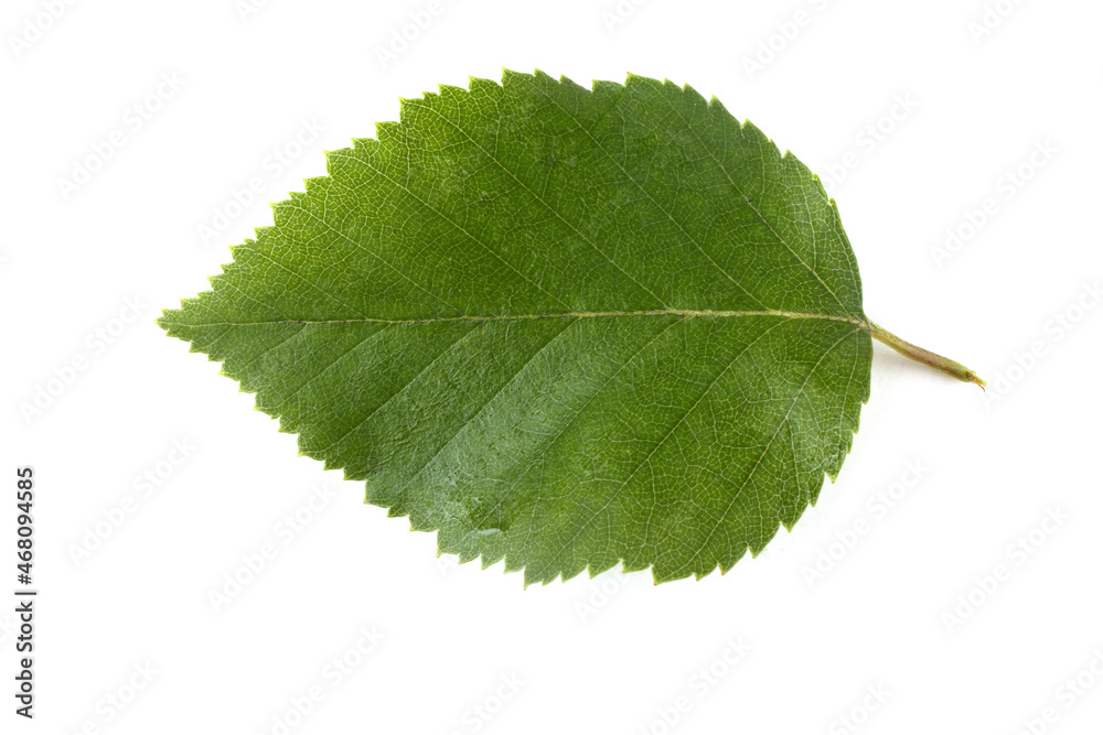 Obraz premium Birch leaf