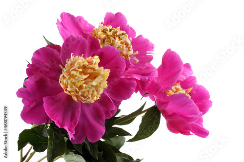 Fototapeta Naklejka Na Ścianę i Meble -  Pink peonies