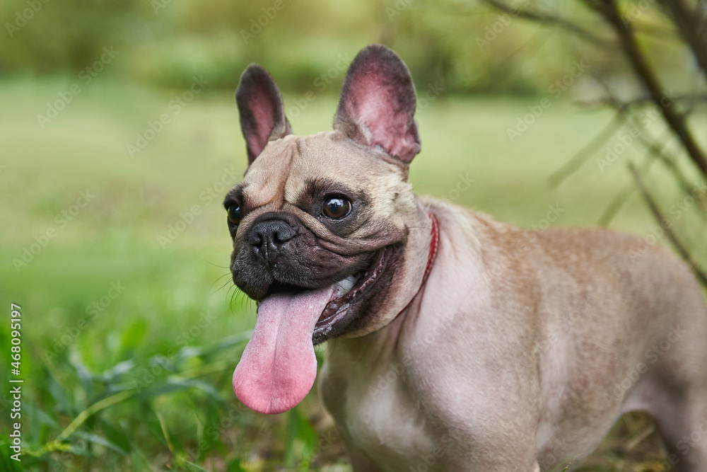 Fototapeta premium Dog of breed french bulldog on the lawn in the park, funny muzzle with tongue