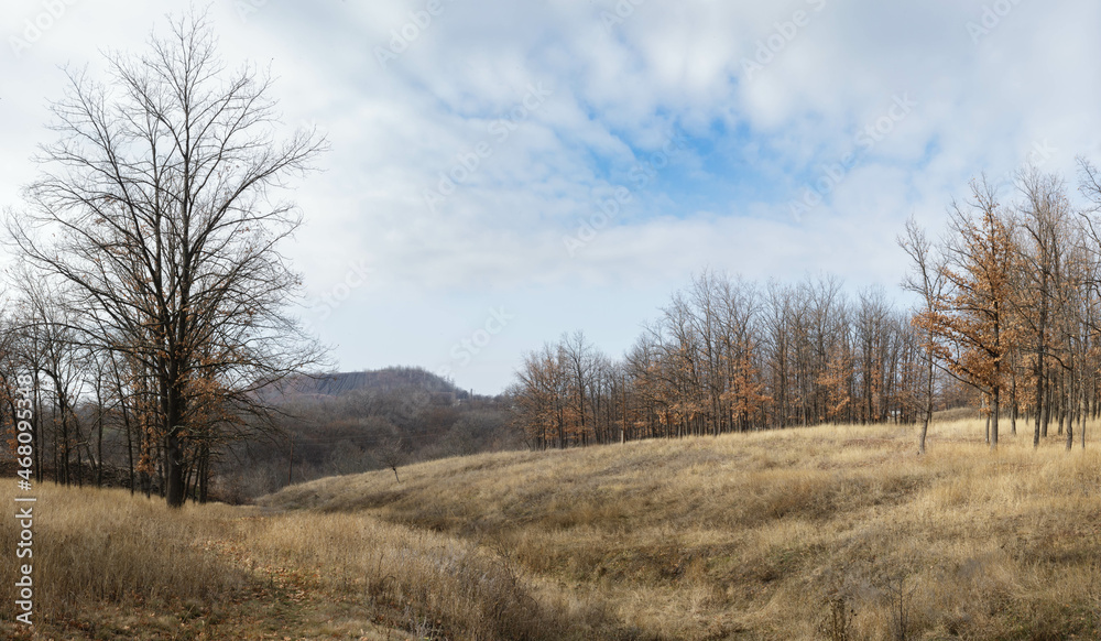 Beautiful empty autumn forest with midday clouds. White-blue sky over the dry trees and grass
Beautiful empty autumn forest with midday clouds. White-blue sky over the dry trees and grass