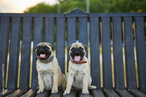 Two pug puppies sit next to each other on a bench in the park