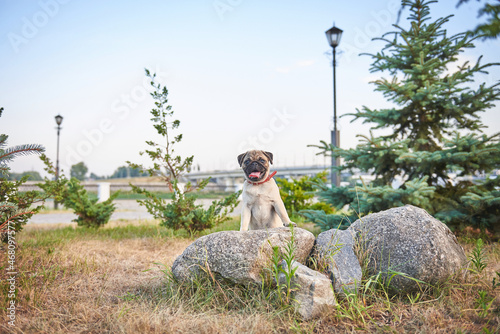 adorable pug puppy outside in the park