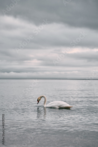 Dusky weather and swan swimming in the Baltic sea. Sunset over the seaside with birds. Heavy clouds on the seashore.