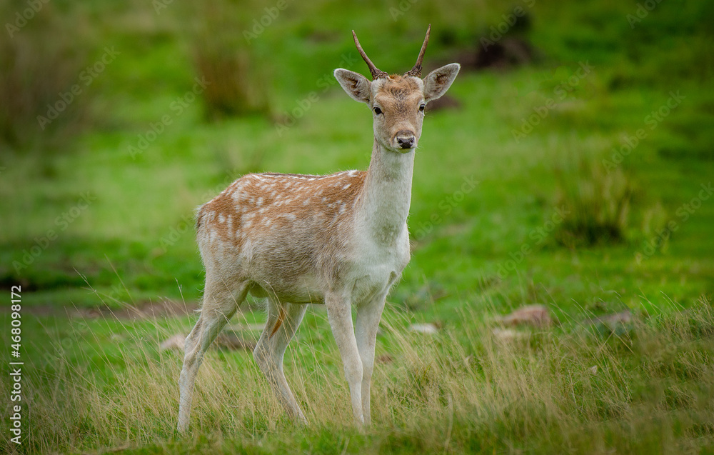 A young fallow deer buck with small antlers. It is also called a prickett A young fallow deer buck with small antlers. It is also called a prickett