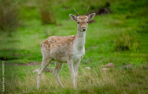 A young fallow deer buck with small antlers. It is also called a prickett