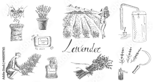 Growing and processing lavender. Field, agronomist, soap, oil, distillation apparatus, bouquet, sickle, hand. Vector drawing, sketch.