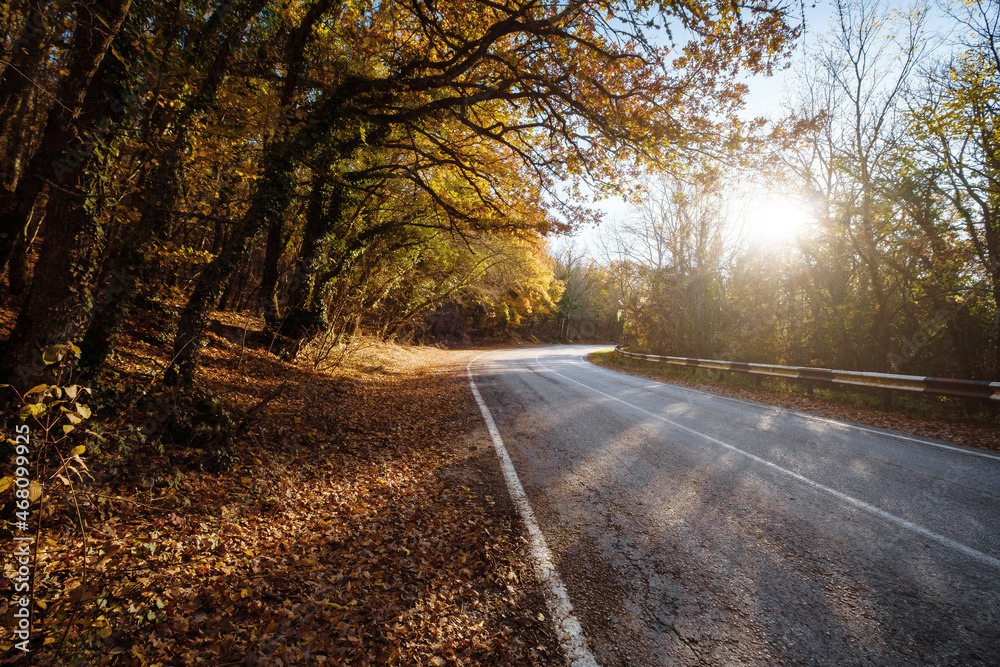 Obraz premium Asphalt road with fallen leaves inl autumn forest. Focus on foreground. Fall scenery