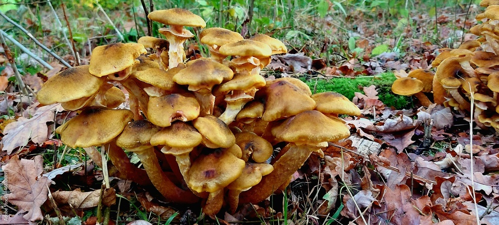 mushrooms in the forest mushrooms in the forest