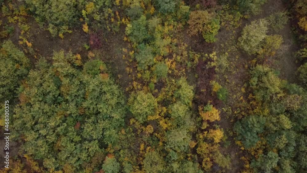 aerial view of the autumn forest aerial view of the autumn forest