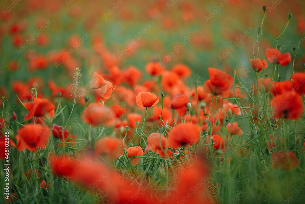 Fototapeta premium large field of red poppies on a sunny day