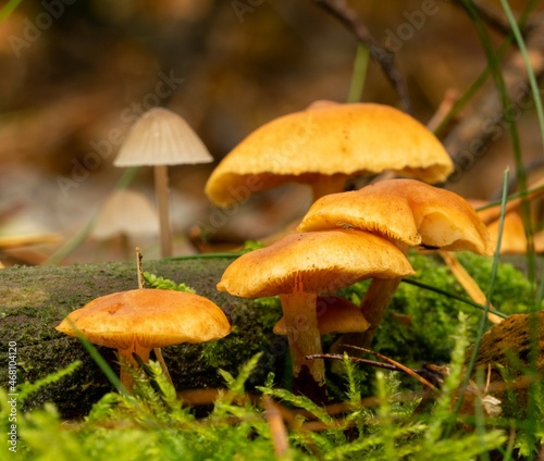 brown mushrooms in the forest on a trunk covered with moss