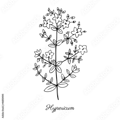 Hypericum  St. John s wort or Hartheu branch vector sketch hand drawn illustration healing herb isolated on white  Tutsan herbs line art  design spice for cosmetic  natural medicine  organic shop