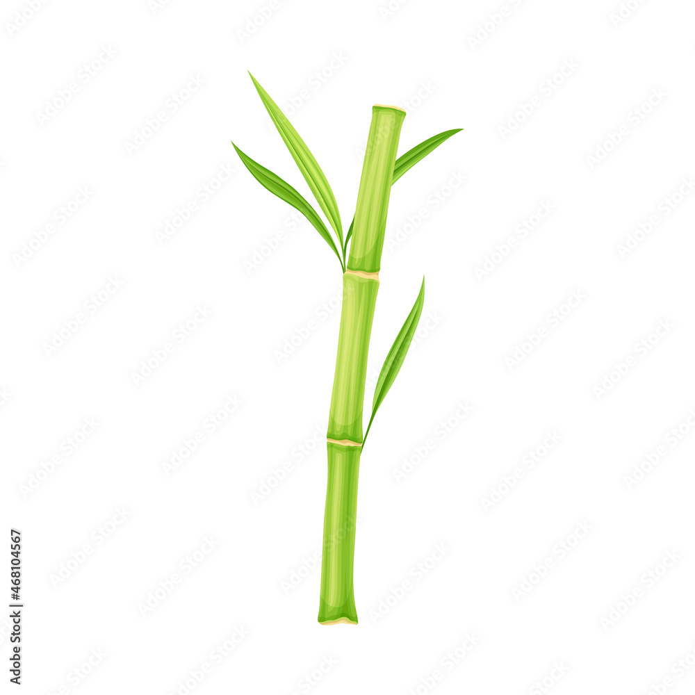 Obraz premium Bamboo as Evergreen Perennial Flowering Plant with Hollow Stem and Green Leaf Vector Illustration