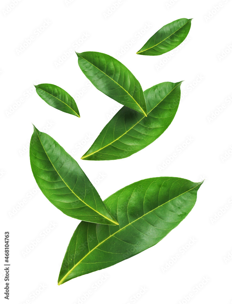 Naklejka premium Flying green leaves isolated on white