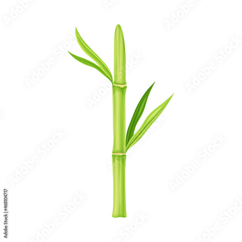 Fototapeta Naklejka Na Ścianę i Meble -  Bamboo as Evergreen Perennial Flowering Plant with Hollow Stem and Green Leaf Vector Illustration