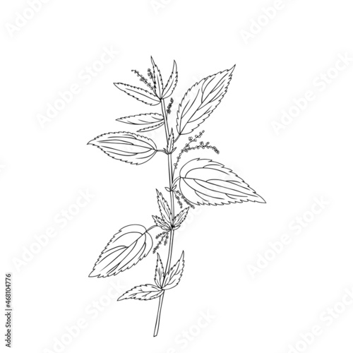 Nettle wild field flower isolated on white background botanical hand drawn sketch vector doodle line art illustration Urtica dioica for design package tea, cosmetic, natural medicine, greeting card © m_e_l