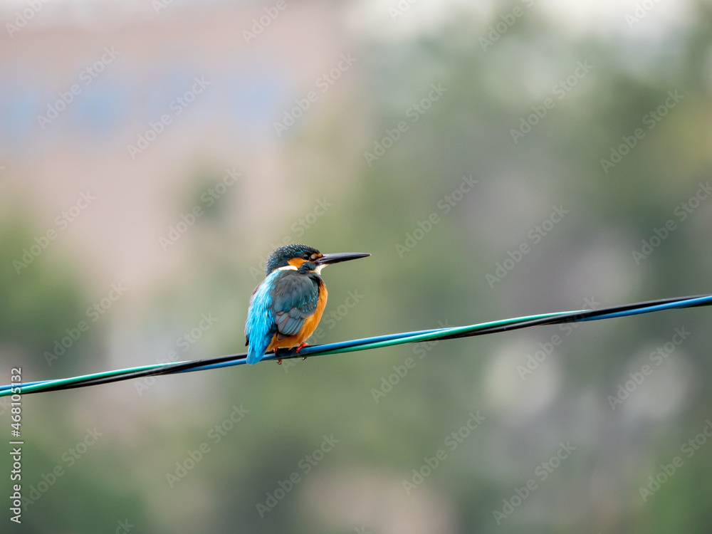 電線にとまる冬のカワセミ Stock Photo Adobe Stock