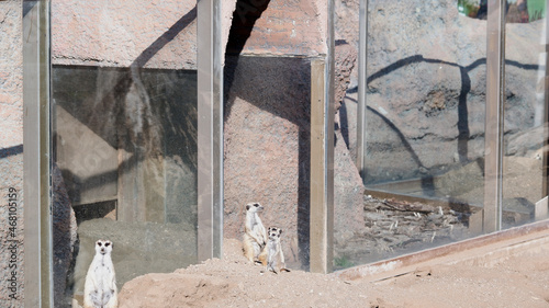 meerkats are sitting