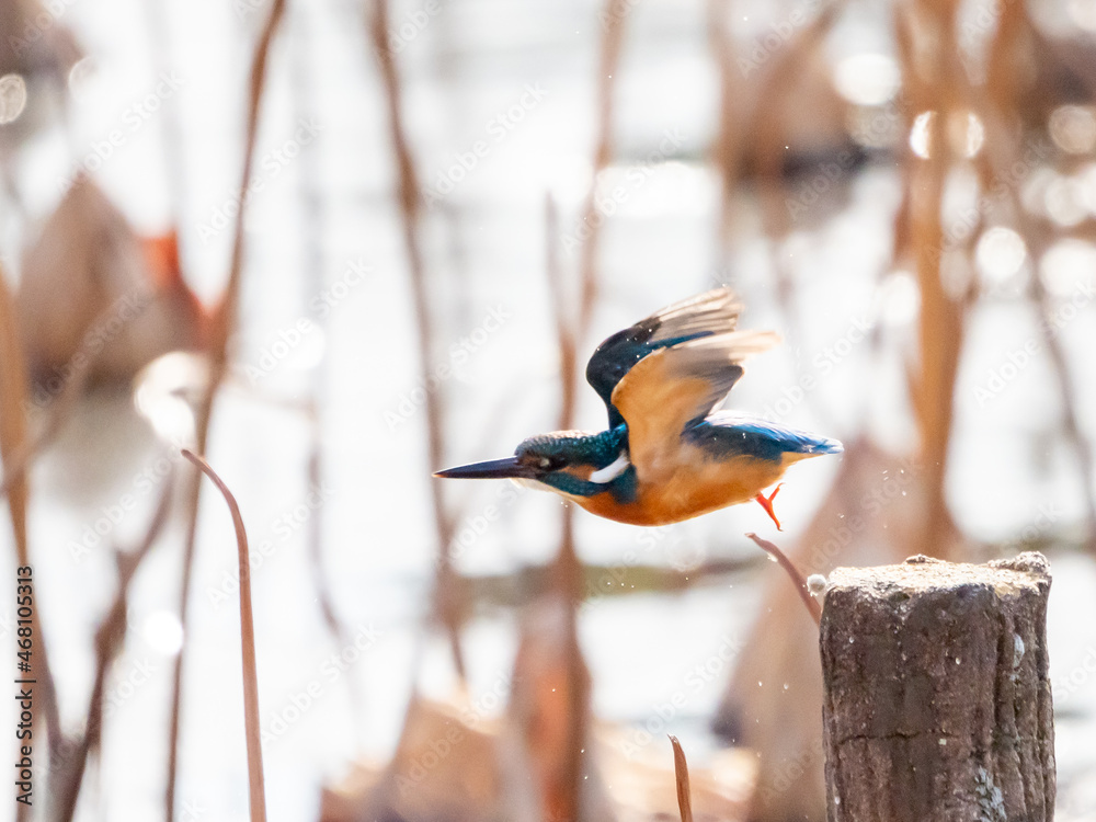 Naklejka premium 桟橋から飛び出す冬のカワセミ