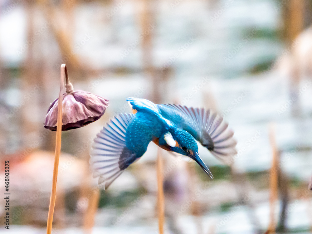ハスの花托から飛び込む冬のカワセミ Stock Photo Adobe Stock