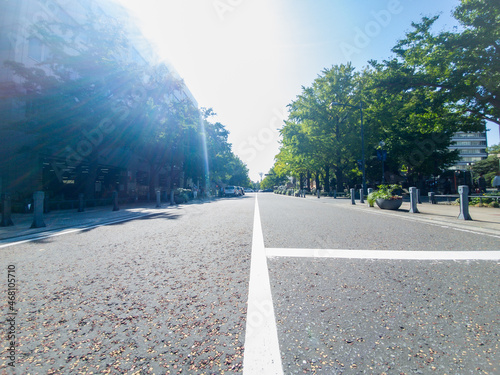 横浜日本大通りの並木道