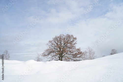 晴れた空と雪原に木 © tomomi