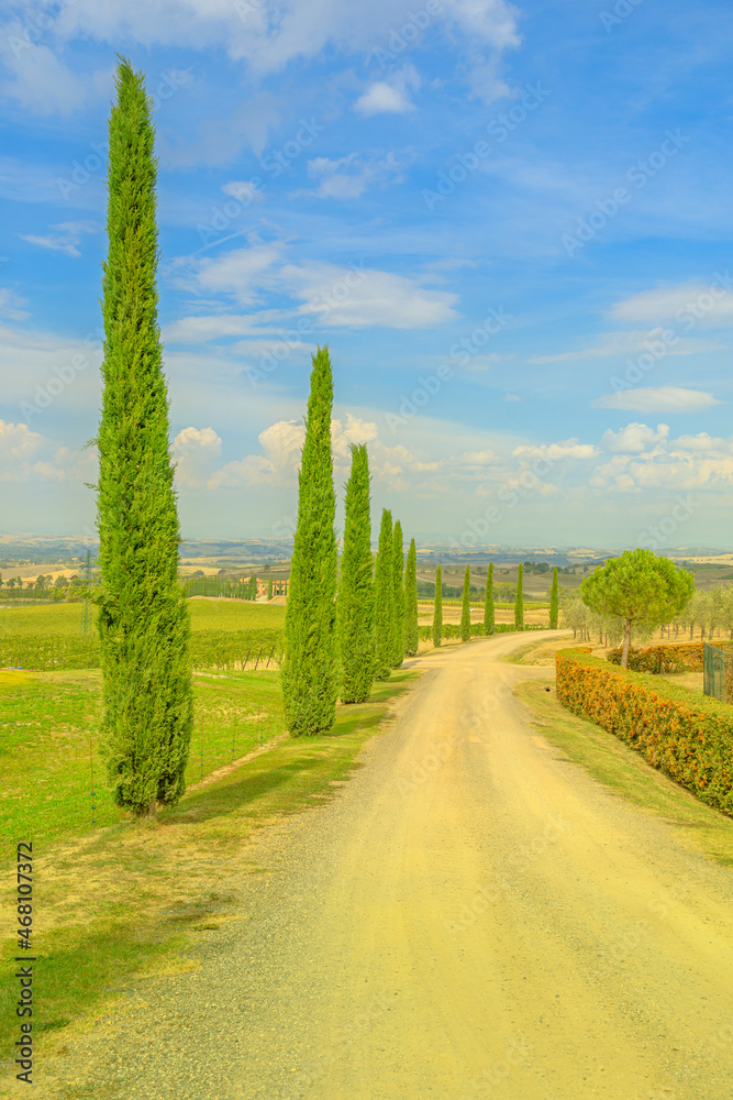 Fototapeta premium Vertical view of poplar trees in the vineyards of Tuscany winegrowing village Montalcino in Tuscan-Emilian apennines. Italian countryside and famous wine tasting region. Tuscany region of Italy